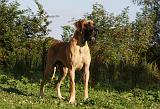 DOGUE ALLEMAND 348